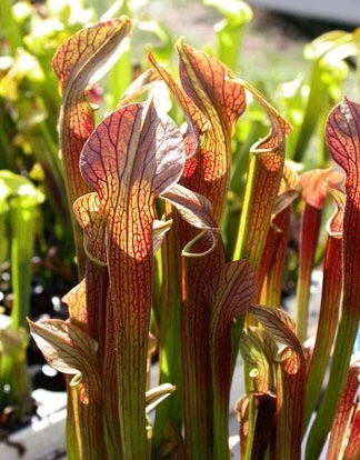 carni-gardener: Sarracenia rubra is also referred to as the ‘sweet trumpet’,