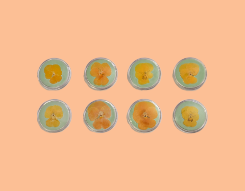 Peach Orange Pansy Pressed Flower Pins Inspired By The Song "garden Girls"