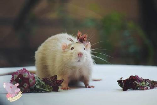 lunarodents: He’s such a handsome boy