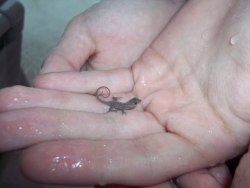 teddyhearted:may i offer you a teeny tiny lizard in these trying times