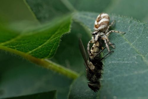 For #salticidsaturday here is a recent image of a zebra jumping spider with a fresh caught fly from 