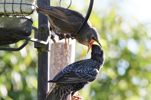 Starving chicks become greedy birdsBaby starlings that have a rough start in life grow up to become 