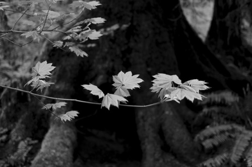 Hoh Rainforest #2 - Olympic National Park, Western WashingtonGrateful SundaySo grateful for good cam