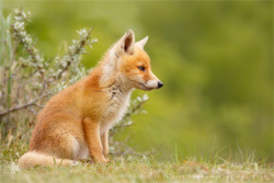 Fox Kit Lost in Thought by thrumyeye 