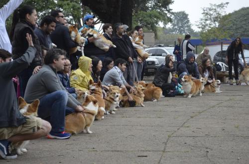 6th São Paulo CorgiDay - BrazilFor more pics, check this imgur album :D