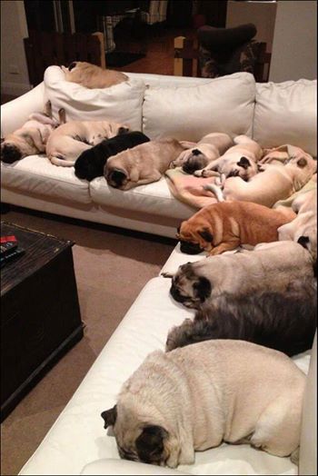awwww-cute:  pug pug pug pug CAT pug