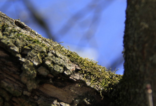 fairy tree