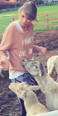 diagon-alli: Important lessons from today: 1) Sheep are impossible to reason with. 2) Sheep are rude.