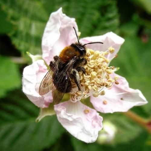 Different type of bee than we usually see in our area&ndash;very small, this is a raspberry flower [