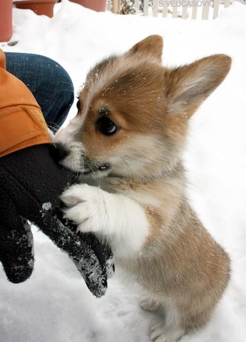awwww-cute:&ldquo;Ok you can pick me up now&rdquo;