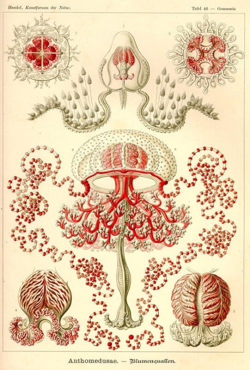 theolduvaigorge:wolfgirlskye:Ernst Haeckel pieces.Purchase for the history or the illustrations?