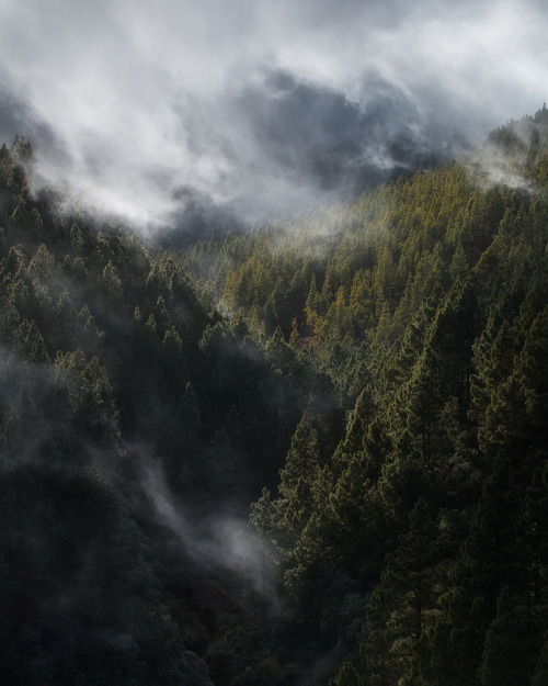 lotrscenery: Fangorn Forest