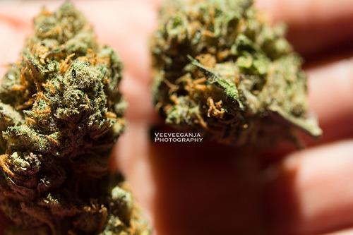 veeveeganja:  Cannabis is good