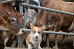 The Corg Collective