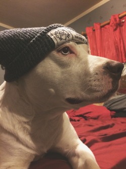 youthfuneral:  When ur dog looks better than u do in a beanie 
