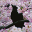 psychiccorvid