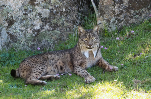 how2skinatiger:Male Iberian lynx (Lynx pardinus)by Frank Vassen || CC BY 2.0