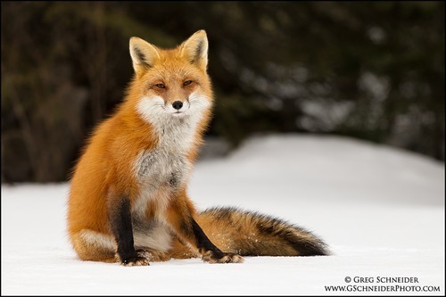 fuckyeahfoxfriends:  wild-ish:  Foxes are just fucken ridiculous  I love reblogging photosets like this. 