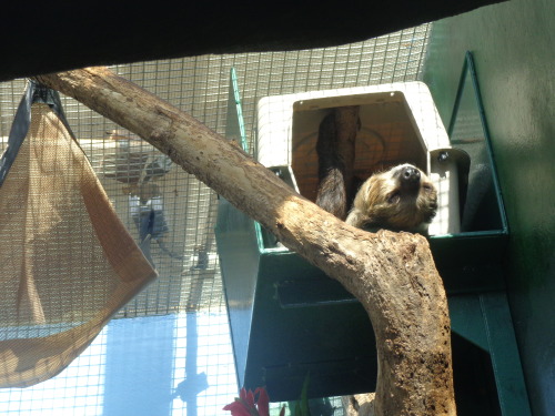 Two-toed sloth at the Smithsonian National Zoo in Washington D.C.