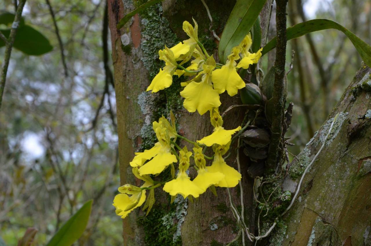 Gomesa concolor (syn. Oncidium concolor).
By Orquidário e Cactário Taman Batoe.