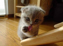 Cute-Overload:  Little Kitten Licking Her Hand. So Cute!!!!Http://Cute-Overload.tumblr.com