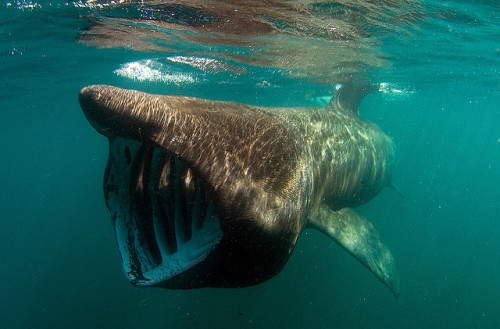 the-shark-blog: Basking Shark by Wild Journeys 