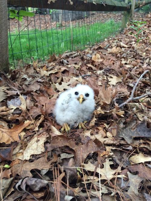 crc-rehab-blog: First nestling barred owl of the season? Check.This guy is approximately 10-14 days 