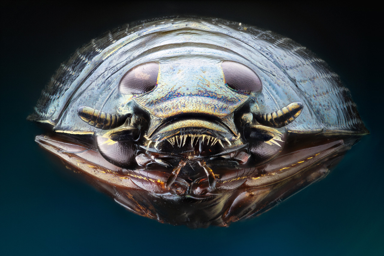 ira vehementi — bogleech: bowelflies: whirligig beetle eyes,...