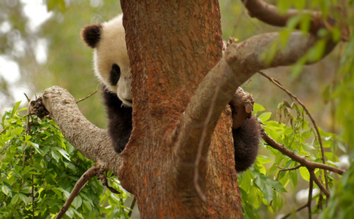 giantpandaphotos:  Peek-a-boo! Xiao Liwu at the San Diego Zoo, California, on March 22, 2013. © Heatzi. 