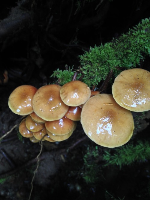 pastoriagym:  My friend Jordan and I went scavenging today! No bones sadly but I saw a lot of mushrooms 