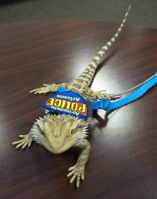 i-am-your-northern-star: fenrissama:  lukia26:  jncera:  furbearingbrick:  jncera:  avondale, arizona just added a drug-sniffing bearded dragon to their police force and the best part his name is OFFICER IROH [source for full story]  oh my god i thought