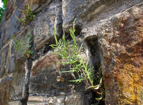 Cliff brake in a wall in Bethlehem.