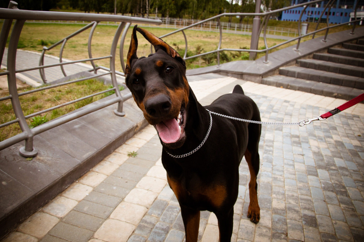 handsomedogs:    Smile | nikko od  