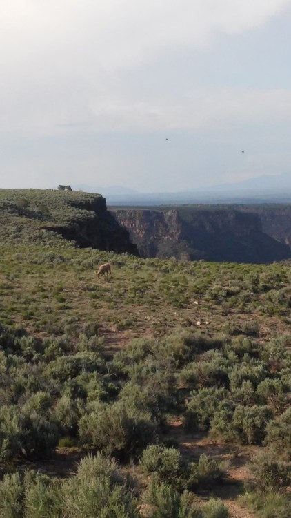 Lone Bighorn near the rim of the Rio Grande Gorge. New Mexico.