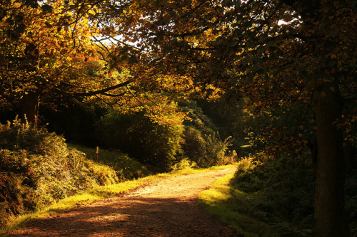 Autumn is Coming on Flickr.