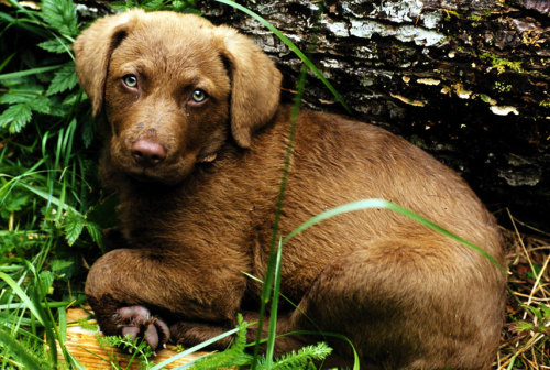  - Chesapeake Bay Retriever. Want more? Follow:http://dogsandpupsdaily.tumblr.com/ 