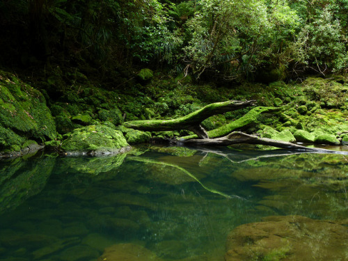 90377: Bullock Creek, Paparoa National Park, Punakaiki by New Zealand Wild on Flickr.