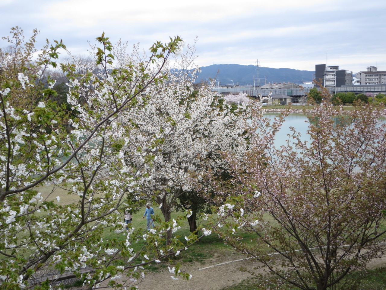 eisakux:  瀬田公園の桜。