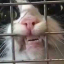 wet-rat-66