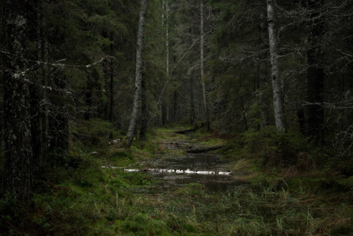 Dark forest / Pimeä metsä by Olli Tasso