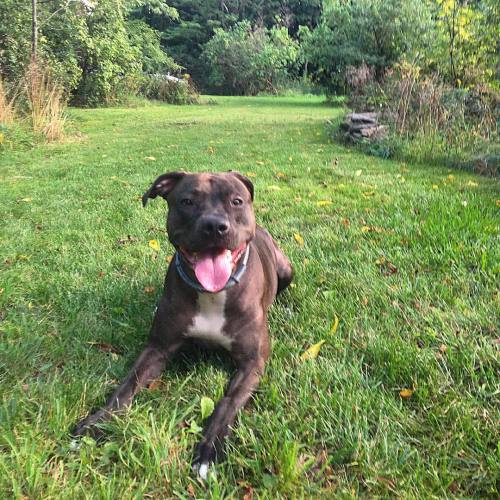 Ball time then air conditioning. @cindylouwhodog #adoptdontshop #dontbullymybreed #pitbull #dogstagr