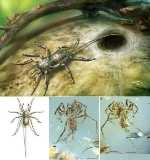 typhlonectes:Spiders with Long Tails Found in Ancient Amber        This discovery closes a 170-milli