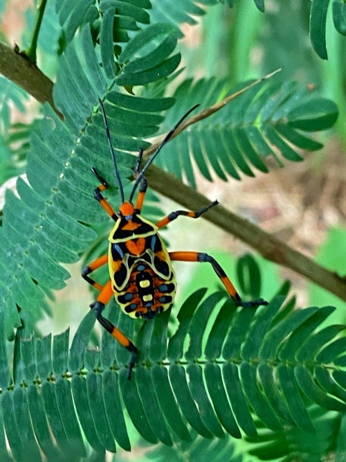 onenicebugperday:Leaf-footed bug nymphs in the genus PachylisFound throughout Mexico, Central Americ