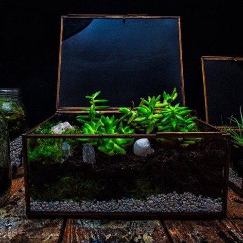 #Terrarium realness now up on CaptureFashion.