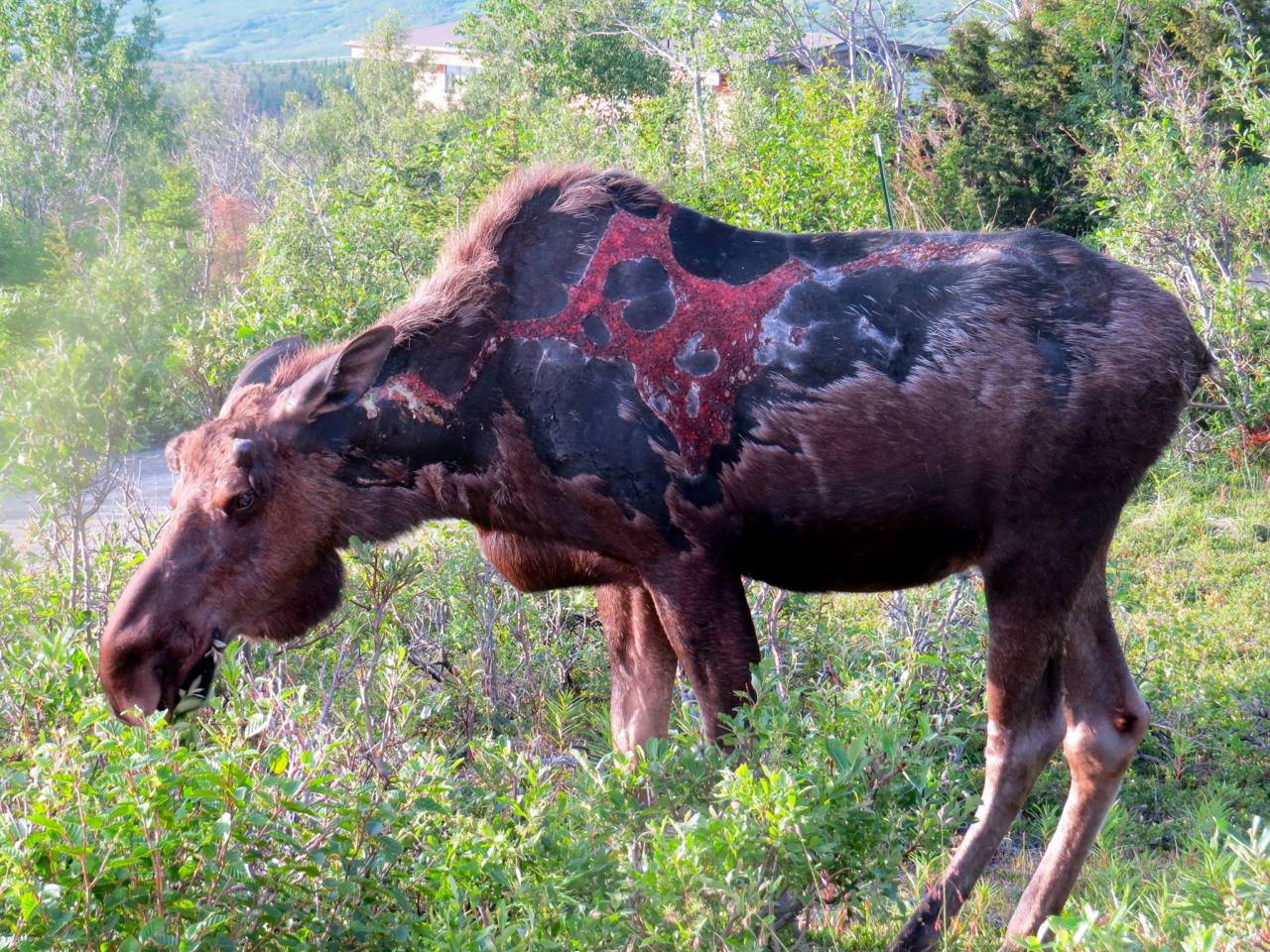 sixpenceee:  A moose after surviving, and fully recovering from a bear attack. 
