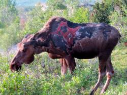 sixpenceee:  A moose after surviving, and fully recovering from a bear attack.  Facebook | Instagram | Scary Story Website 