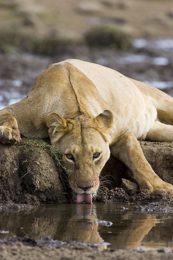 big-catsss:  (by Suzi Eszterhas)