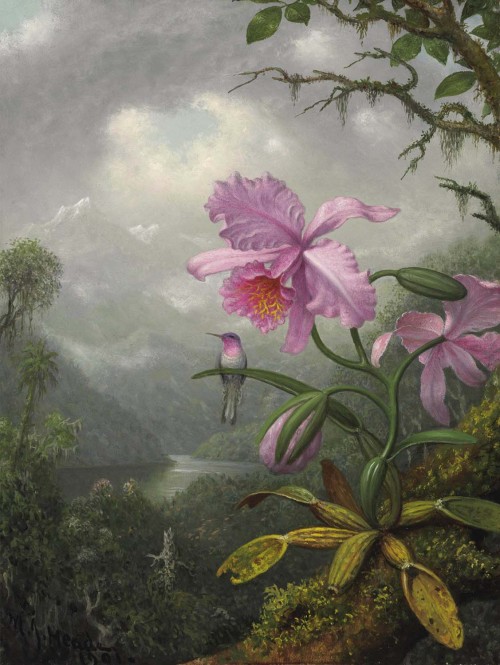 inland-delta:Martin Johnson Heade, Hummingbird Perched on the Orchid Plant,1901