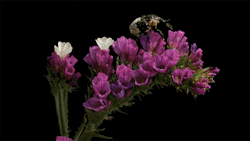 itscolossal: Watch: Time-lapse Pairs Blooming Flowers with Crawling Insects [video] 