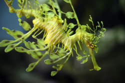 theanimalblog:  Leafy Sea Dragon @ Monterey Bay Aquarium  by Matt Flowers